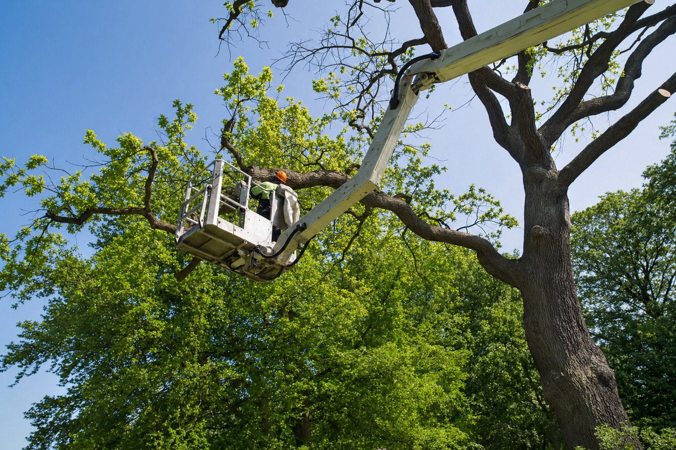 Commercial tree service in Compton, CA